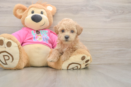 Poochon Pup Being Cute
