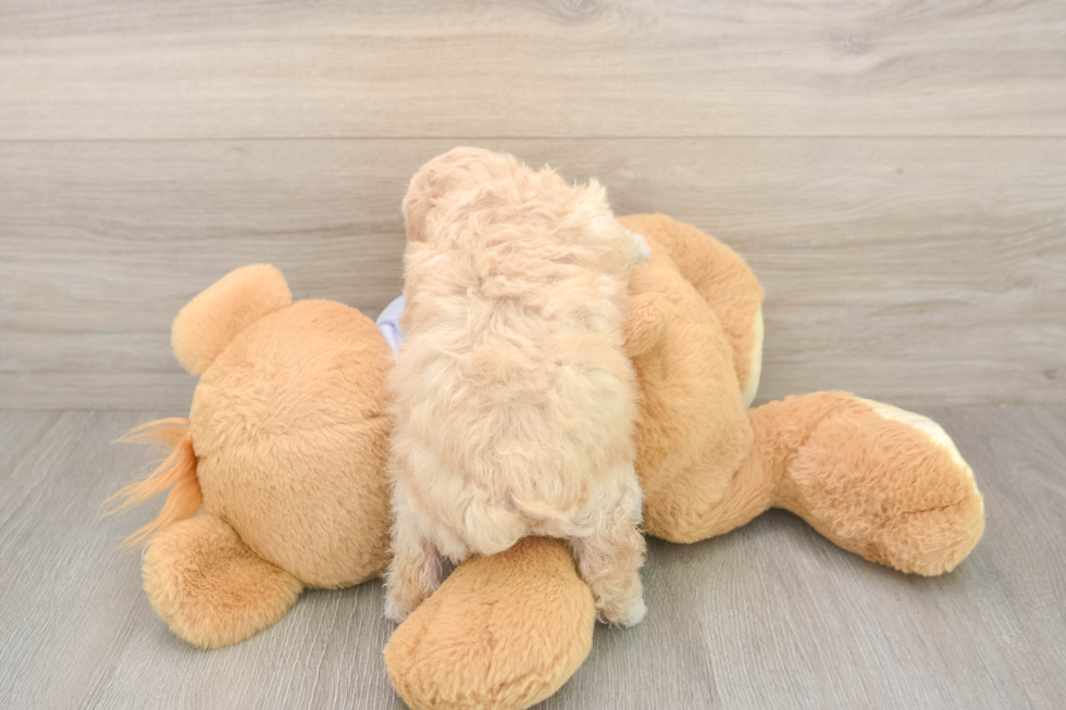 Hypoallergenic Bichpoo Poodle Mix Puppy