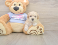 8 week old Poochon Puppy For Sale - Seaside Pups