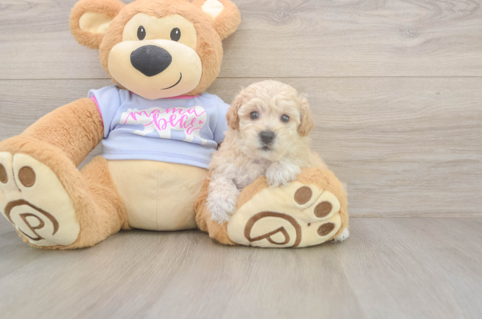 5 week old Poochon Puppy For Sale - Seaside Pups