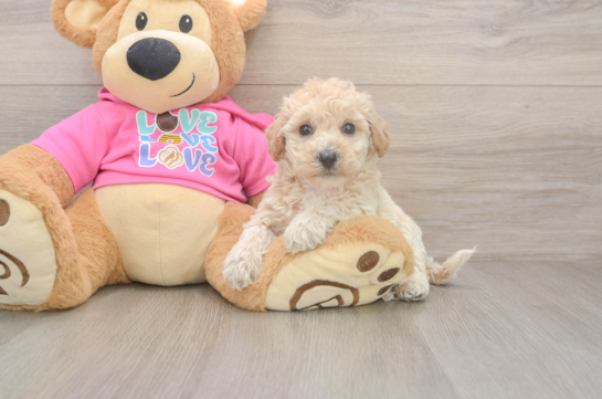 Poochon Puppy for Adoption