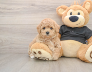 5 week old Poochon Puppy For Sale - Seaside Pups