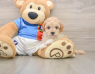 6 week old Poochon Puppy For Sale - Seaside Pups