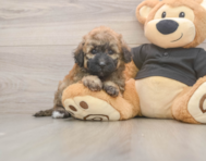 6 week old Poochon Puppy For Sale - Seaside Pups