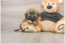 Best Poochon Baby