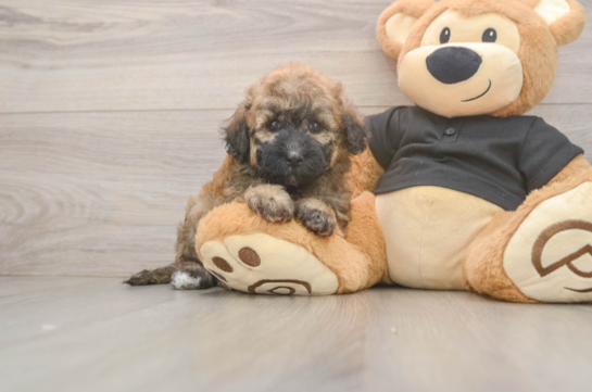 Best Poochon Baby