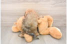 Poochon Puppy for Adoption
