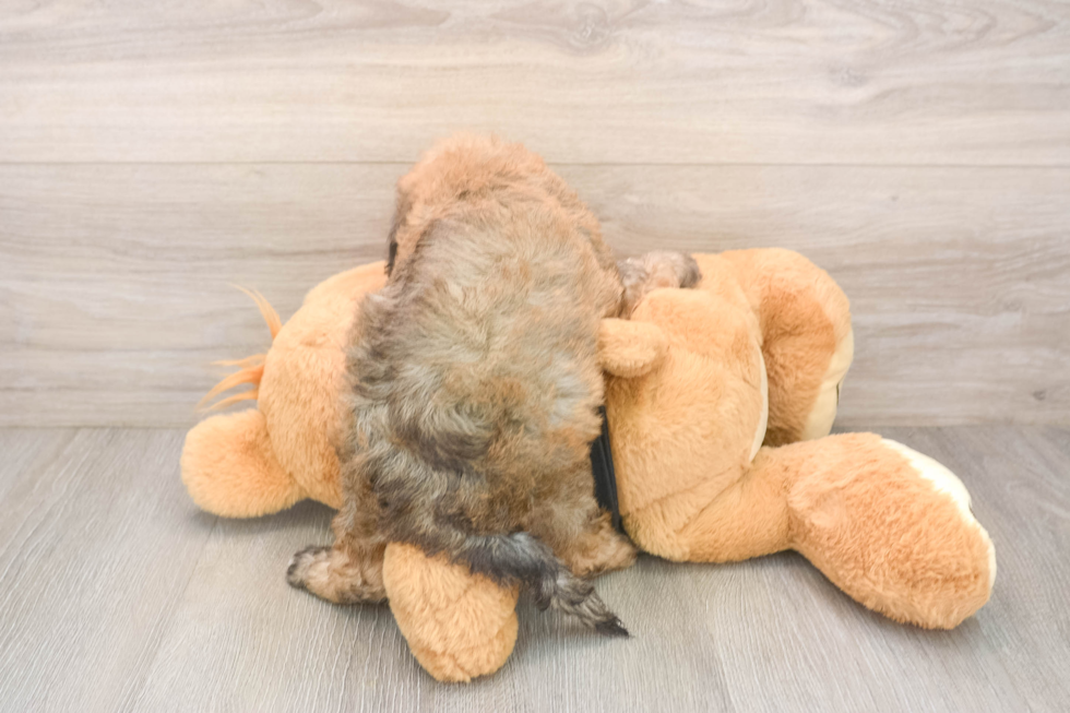Poochon Puppy for Adoption