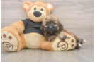 Poochon Puppy for Adoption