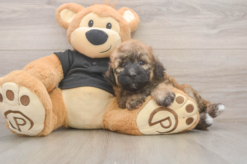 Poochon Puppy for Adoption