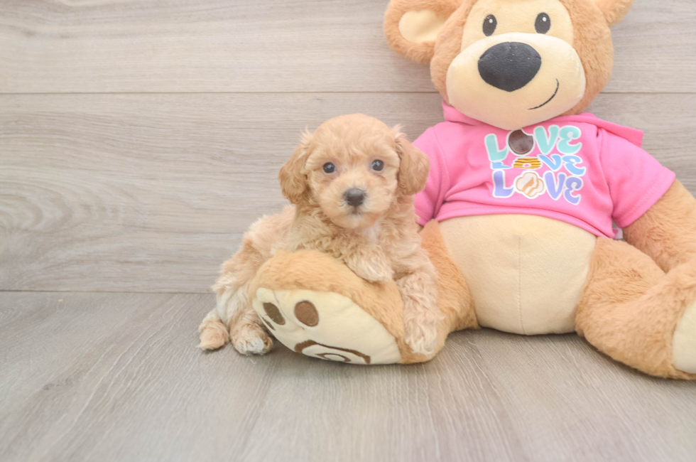 5 week old Poochon Puppy For Sale - Seaside Pups