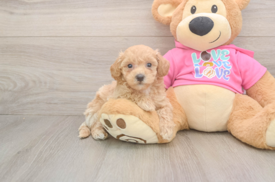 Funny Poochon Poodle Mix Pup
