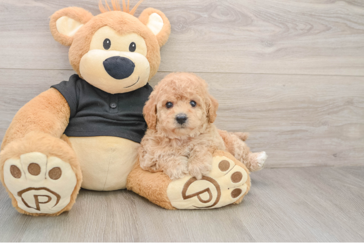 Poochon Puppy for Adoption