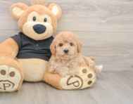 5 week old Poochon Puppy For Sale - Seaside Pups