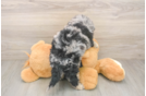 Hypoallergenic Bichpoo Poodle Mix Puppy