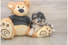 Fluffy Poochon Poodle Mix Pup