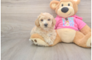 Best Poochon Baby