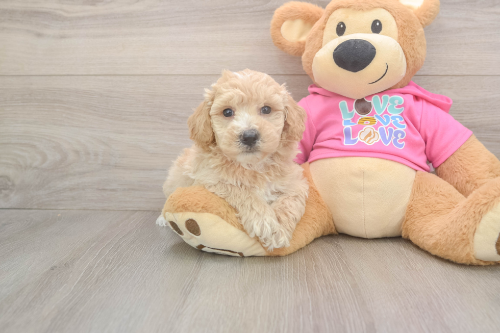 Best Poochon Baby