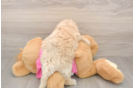 Poochon Puppy for Adoption