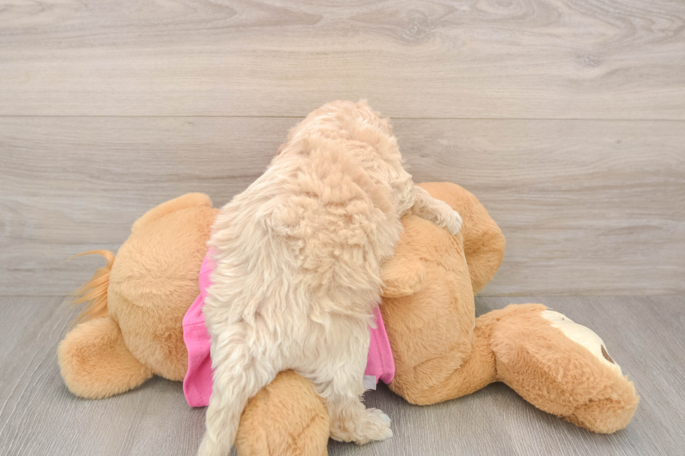Poochon Puppy for Adoption