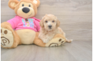 Best Poochon Baby
