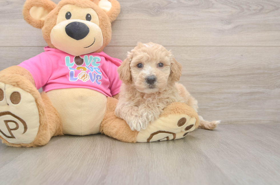 5 week old Poochon Puppy For Sale - Seaside Pups
