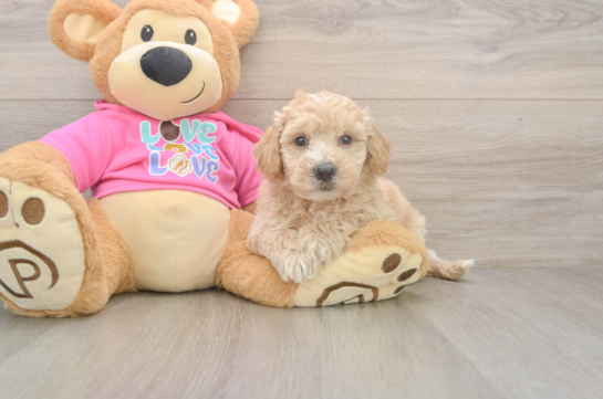 Best Poochon Baby
