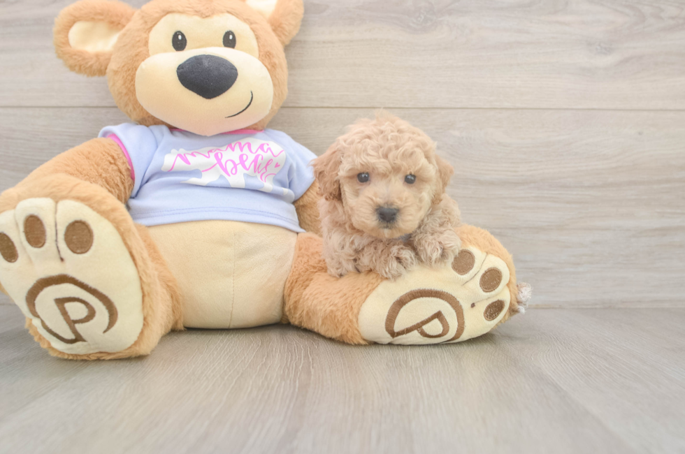 5 week old Poochon Puppy For Sale - Seaside Pups