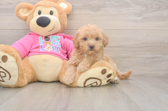 Best Poochon Baby
