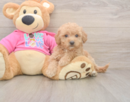 8 week old Poochon Puppy For Sale - Seaside Pups 8 week old Poochon Puppy For Sale - Seaside Pups