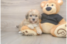 Poochon Pup Being Cute
