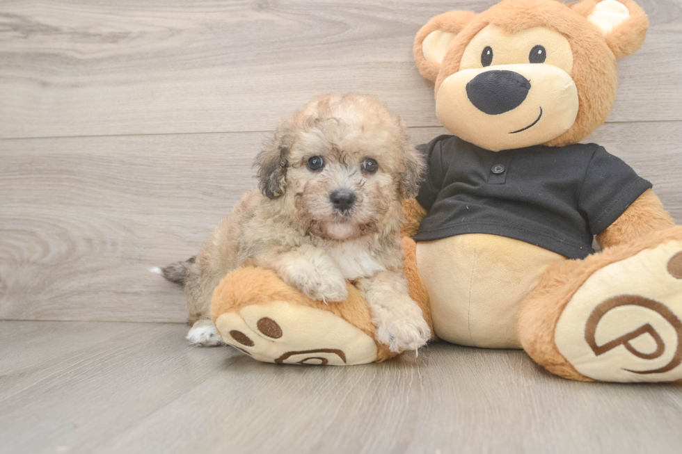 Poochon Pup Being Cute