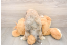 Poochon Puppy for Adoption