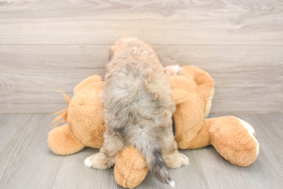 Poochon Puppy for Adoption