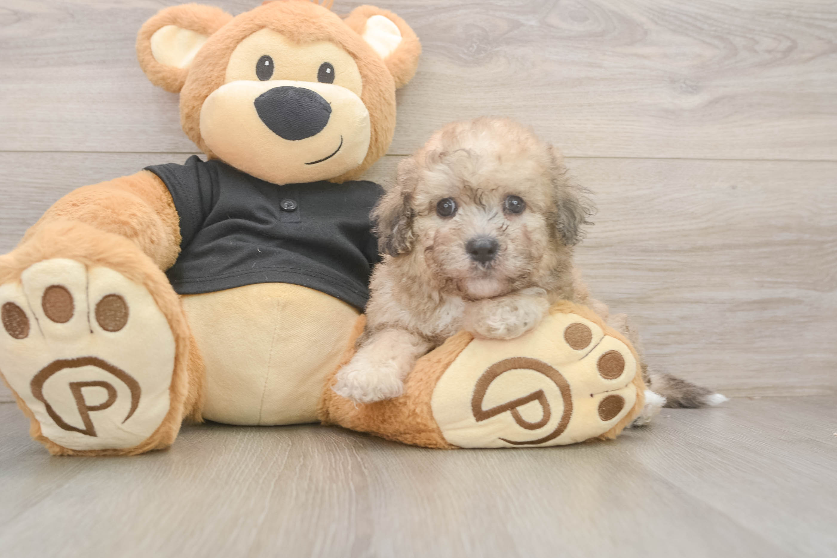 Friendly Poochon Baby