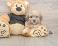 6 week old Poochon Puppy For Sale - Seaside Pups