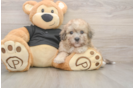 Friendly Poochon Baby