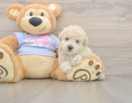8 week old Poochon Puppy For Sale - Seaside Pups