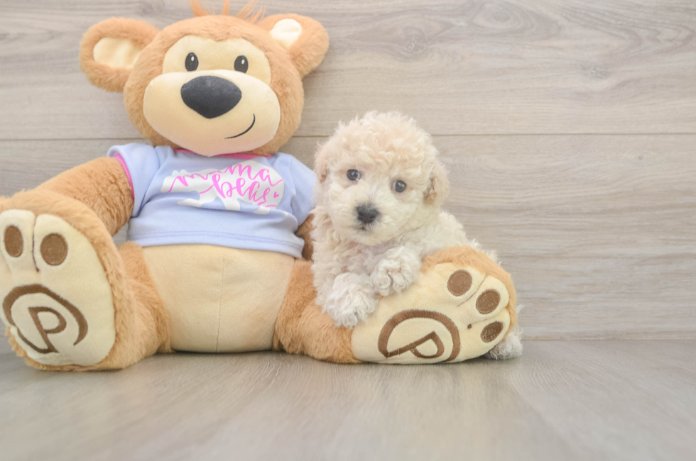 5 week old Poochon Puppy For Sale - Seaside Pups