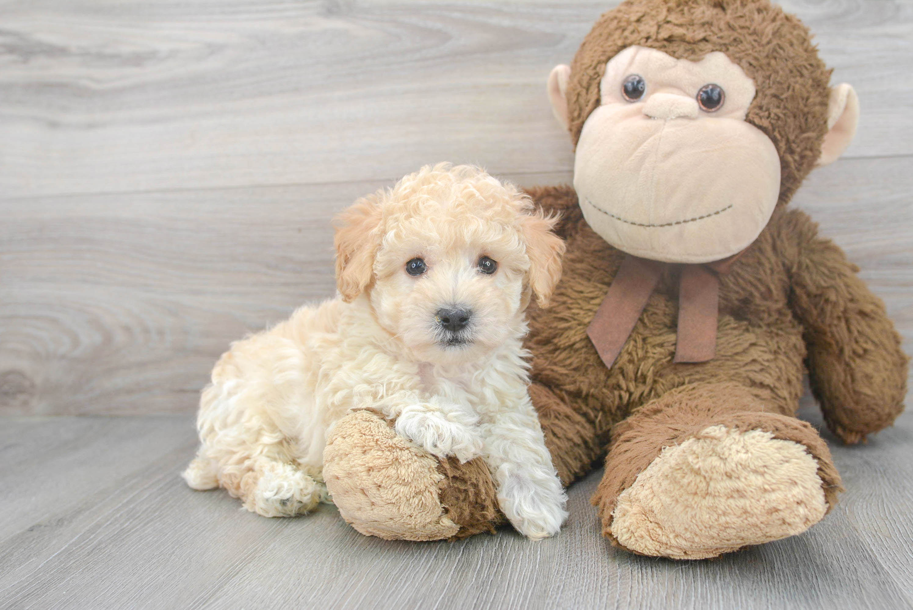 Poochon teddy bear store dog