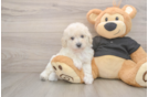 Playful Bichpoo Poodle Mix Puppy