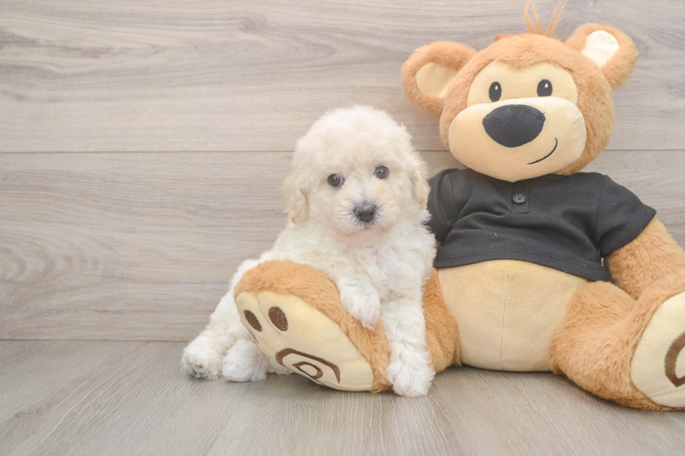 Playful Bichpoo Poodle Mix Puppy