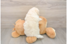 Poochon Puppy for Adoption