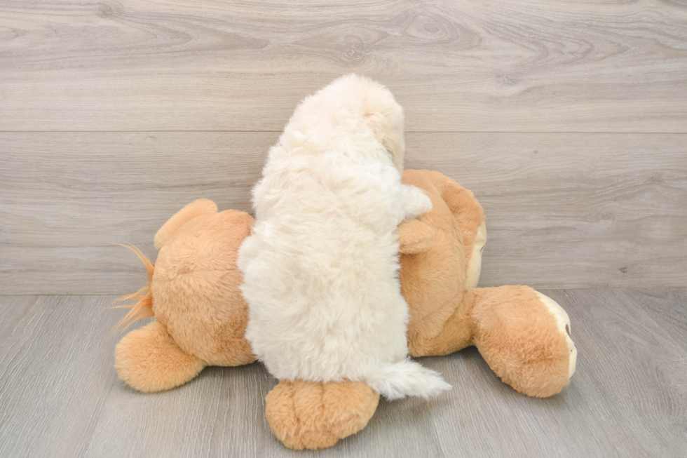 Poochon Puppy for Adoption
