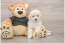 Best Poochon Baby