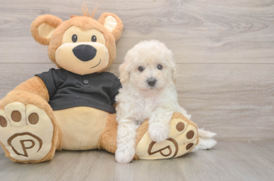 Best Poochon Baby