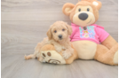 Friendly Poochon Baby
