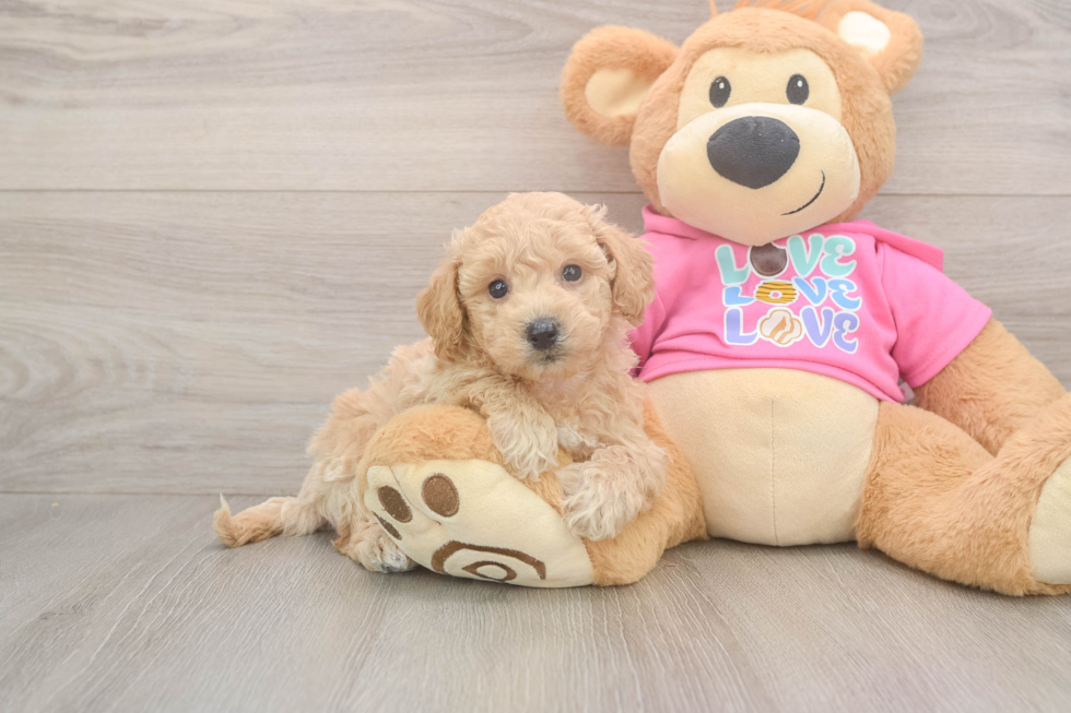 Friendly Poochon Baby