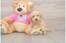 Poochon Puppy for Adoption