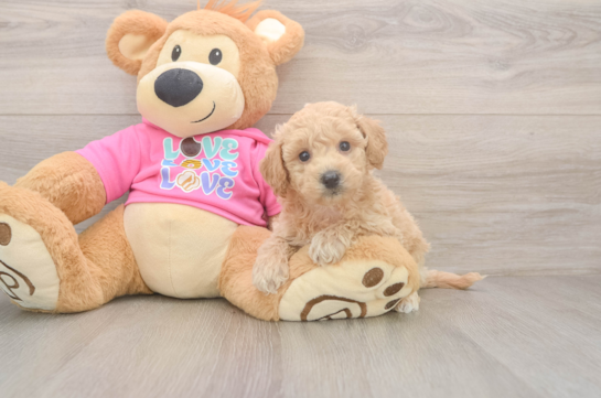 Poochon Puppy for Adoption
